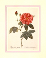Rose mode 13